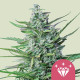Семена конопли Special Kush 1 fem. Royal Queen Seeds