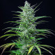 Семена конопли Special Kush 1 fem. Royal Queen Seeds
