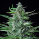 Семена конопли Special Kush 1 fem. Royal Queen Seeds