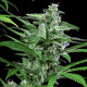 Семена конопли Special Kush 1 fem. Royal Queen Seeds