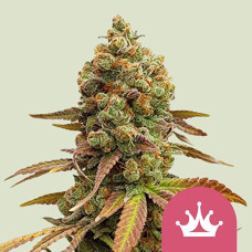 Special Queen 1 feminised (Royal Queen Seeds)