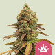 Семена конопли Special Queen 1 fem. Royal Queen Seeds