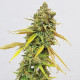 Семена конопли Special Queen 1 fem. Royal Queen Seeds