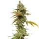 Семена конопли Special Queen 1 fem. Royal Queen Seeds