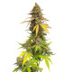 Семена конопли Special Queen 1 fem. Royal Queen Seeds