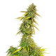 Семена конопли Special Queen 1 fem. Royal Queen Seeds