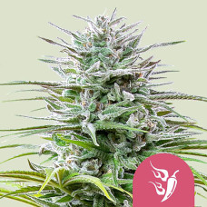 Speedy Chile feminised (Royal Queen Seeds)