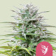 Насіння коноплі Speedy Chile fem. Royal Queen Seeds