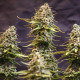 Насіння коноплі Speedy Chile fem. Royal Queen Seeds