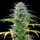 Насіння коноплі Speedy Chile fem. Royal Queen Seeds