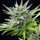 Насіння коноплі Speedy Chile fem. Royal Queen Seeds