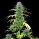 Насіння коноплі Speedy Chile fem. Royal Queen Seeds