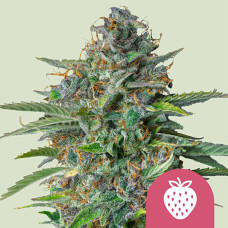 Strawberry Cough feminised (Royal Queen Seeds)