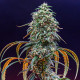 Семена конопли Strawberry Cough fem. Royal Queen Seeds