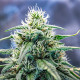 Семена конопли Strawberry Cough fem. Royal Queen Seeds