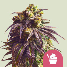 Sundae Driver feminised (Royal Queen Seeds)