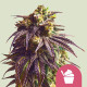 Семена конопли Sundae Driver fem. Royal Queen Seeds