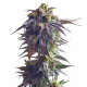 Семена конопли Sundae Driver fem. Royal Queen Seeds