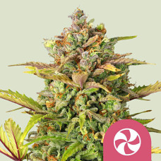 Sweet ZZ feminised (Royal Queen Seeds)