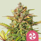 Насіння коноплі Sweet ZZ fem. Royal Queen Seeds