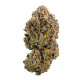 Насіння коноплі Sweet ZZ fem. Royal Queen Seeds