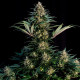 Насіння коноплі Sweet ZZ fem. Royal Queen Seeds