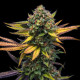 Насіння коноплі Sweet ZZ fem. Royal Queen Seeds