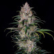 Насіння коноплі Sweet ZZ fem. Royal Queen Seeds