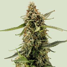 Titan F1 auto feminised (Royal Queen Seeds)