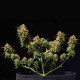 Семена конопли Titan F1 autofem. Royal Queen Seeds