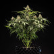 Семена конопли Titan F1 autofem. Royal Queen Seeds