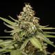 Семена конопли Titan F1 autofem. Royal Queen Seeds