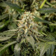 Семена конопли Titan F1 autofem. Royal Queen Seeds