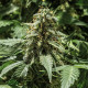 Семена конопли Titan F1 autofem. Royal Queen Seeds
