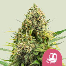 Trainwreck feminised (Royal Queen Seeds)