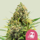 Семена конопли Trainwreck fem. Royal Queen Seeds