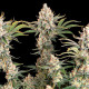 Семена конопли Trainwreck fem. Royal Queen Seeds