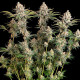 Семена конопли Trainwreck fem. Royal Queen Seeds