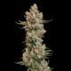 Семена конопли Trainwreck fem. Royal Queen Seeds