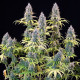 Семена конопли Trainwreck fem. Royal Queen Seeds