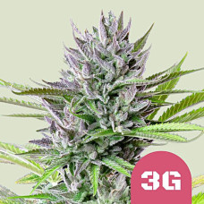 Triple G feminised (Royal Queen Seeds)