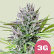 Семена конопли Triple G fem. Royal Queen Seeds