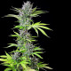 Семена конопли Triple G fem. Royal Queen Seeds