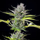Семена конопли Triple G fem. Royal Queen Seeds