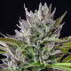 Семена конопли Triple G fem. Royal Queen Seeds
