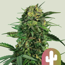 Tropical Mirage Limited Edition feminised (Royal Queen Seeds)