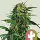 Насіння коноплі Tropical Mirage Limited Edition fem. Royal Queen Seeds