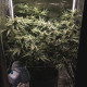 Насіння коноплі Tropical Mirage Limited Edition fem. Royal Queen Seeds