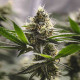 Насіння коноплі Tropical Mirage Limited Edition fem. Royal Queen Seeds
