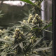 Насіння коноплі Tropical Mirage Limited Edition fem. Royal Queen Seeds